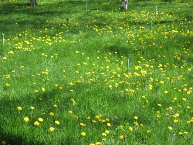 the walk to work april 30